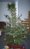 3.1.1999 Weihnachtsbaum
